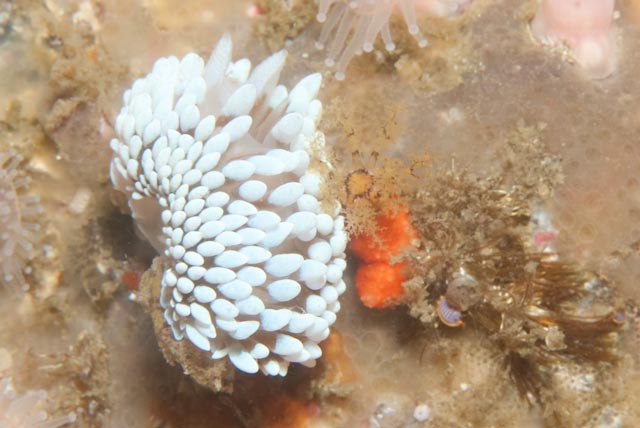 seastung's tweet photo. and #seaslugSunday! a gasflame, a beaded crowned nudi and a Cape silvertip #branking #marinelife #ocean #biodiversity https://t.co/dJttSm9dKv