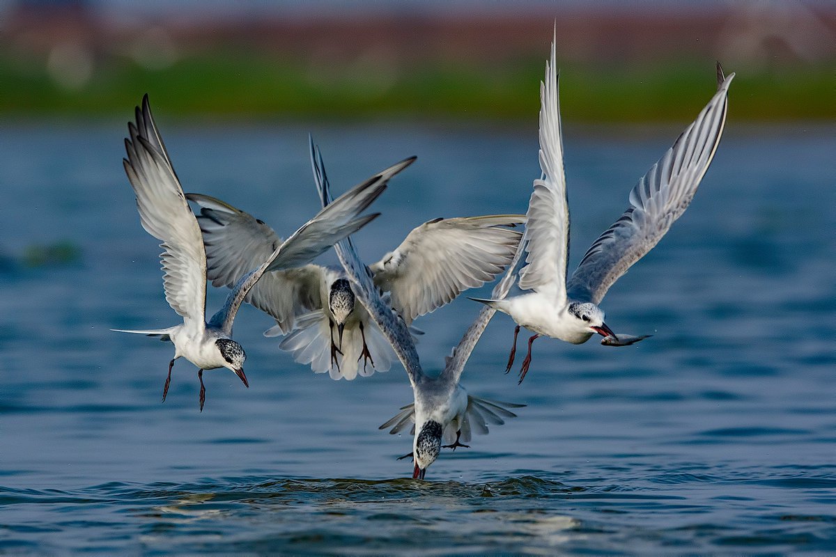arijitmondal1's tweet photo. "Whiskered Tern" Auction won by @MegaNFTMind (#clubmega)
Thank you so much Mega
Bidder editions send to - @sumedha_tez , @dani_phstories , @hbvarun_beetle & #clubMega https://t.co/hFHhQTInoP