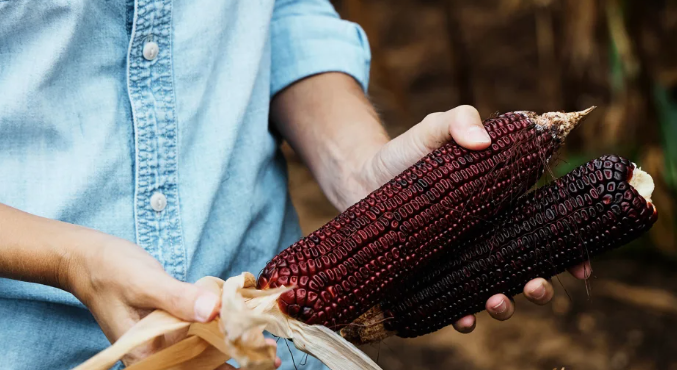 AAJFusion's tweet image. World News:
This corn was down to its last two cobs. Now it could help farmers grow food in the climate crisis.
#Corn #Cobs #farm #Farming 

cnn.com/2023/11/18/us/…