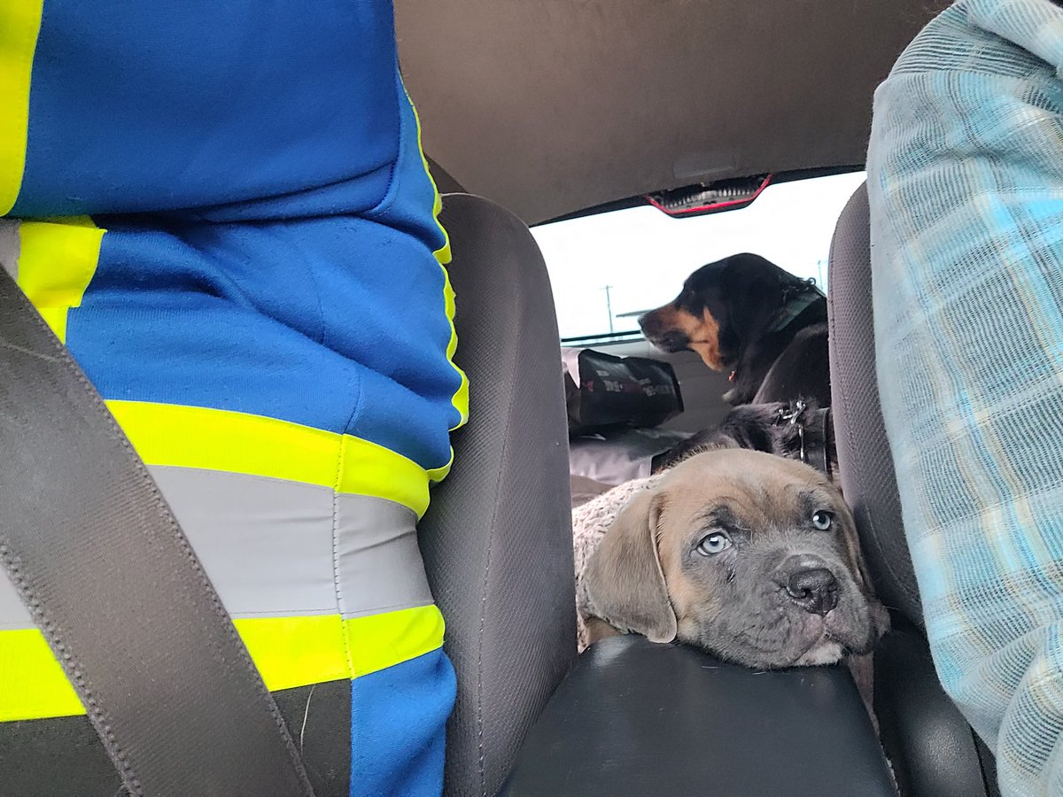 ares_tank's tweet photo. Odin came home yesterday and is fitting right in 💟🐾💟 https://t.co/5RnDSJigRU