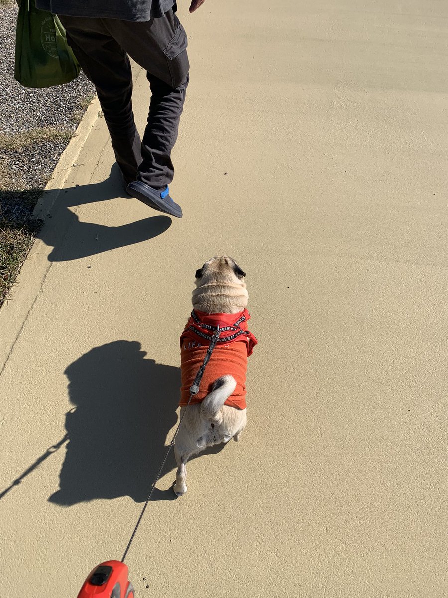 天気がいいので散歩