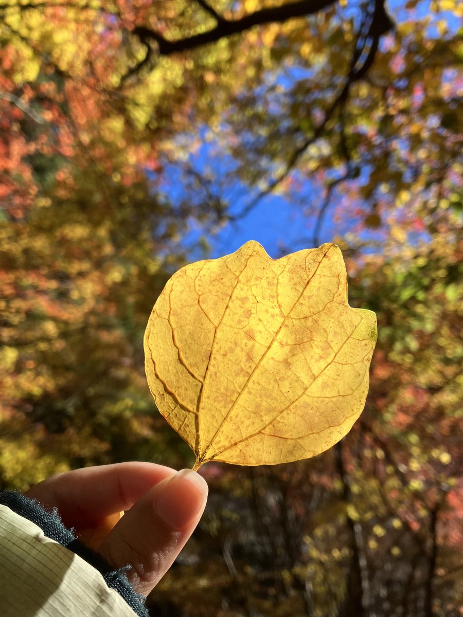 mitakevc's tweet photo. 本日はお天気もよく賑わう御岳山、紅葉も見頃を迎えています🍁
美しい景色、葉っぱたちがお出迎え🤗ちなみにこの時期の好きな落ち葉は、ダンコウバイ♪チューリップのようなかわいいかたち、ついつい木の下へ行くと探してしまいます🍁
みなさんも素敵な秋の落ち葉を探してみてください🤗
#mtmitake
#秋 https://t.co/i0KGngLQXH