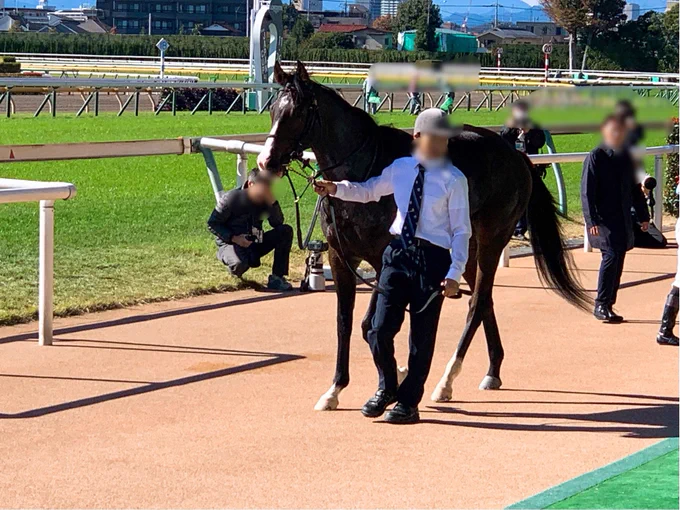 昨日はフォロワーさんと東京競馬場へ行ってきました(*'︶`) レースや競走馬の話を思いっきり出来たり、推しのシロニイを生で見たり写真撮れて最高でした! そしてありがとうブライトマン、へデントール!