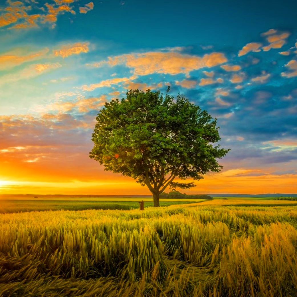 The cicadas have driven away the remaining summer heat, and the geese have brought the new autumn.