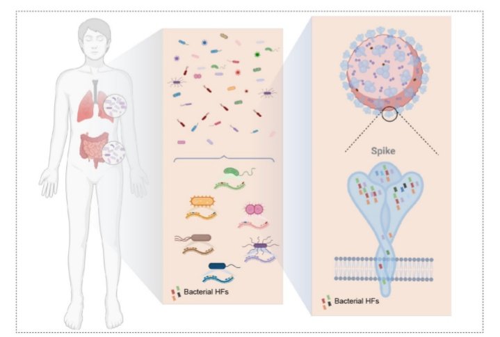 guty2370's tweet photo. Las mutaciones del #SARSCoV2 están surgiendo rápidamente y sigue siendo un misterio cómo el virus adquiere un gran número de mutaciones ventajosas en poco tiempo.

Este estudio muestra que:
La microbiota humana es un reservorio de mutaciones beneficiosas del #SARSCoV2 😵‍💫 https://t.co/n8ULRky5uJ