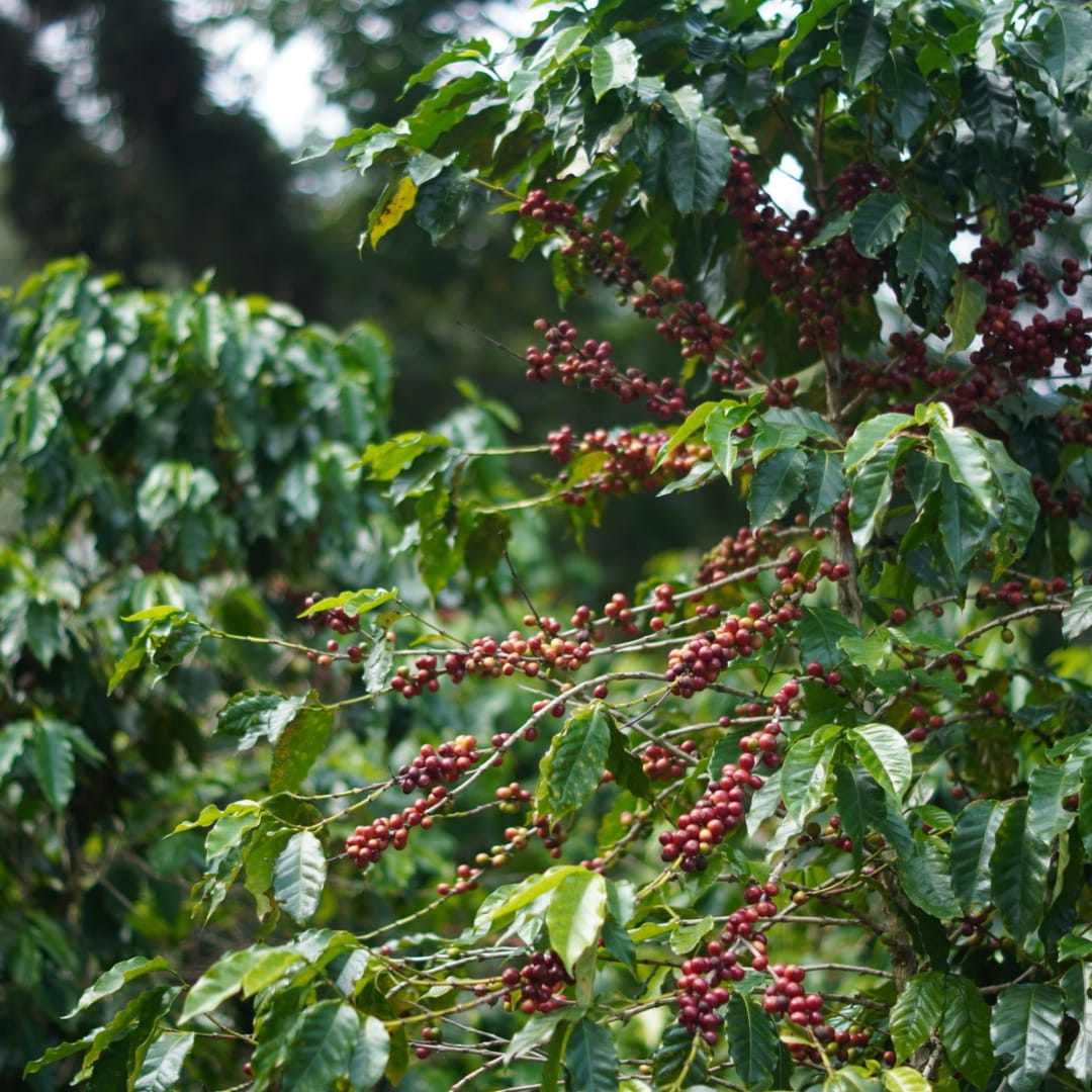 Caffè Pecora 19º09 tweet media