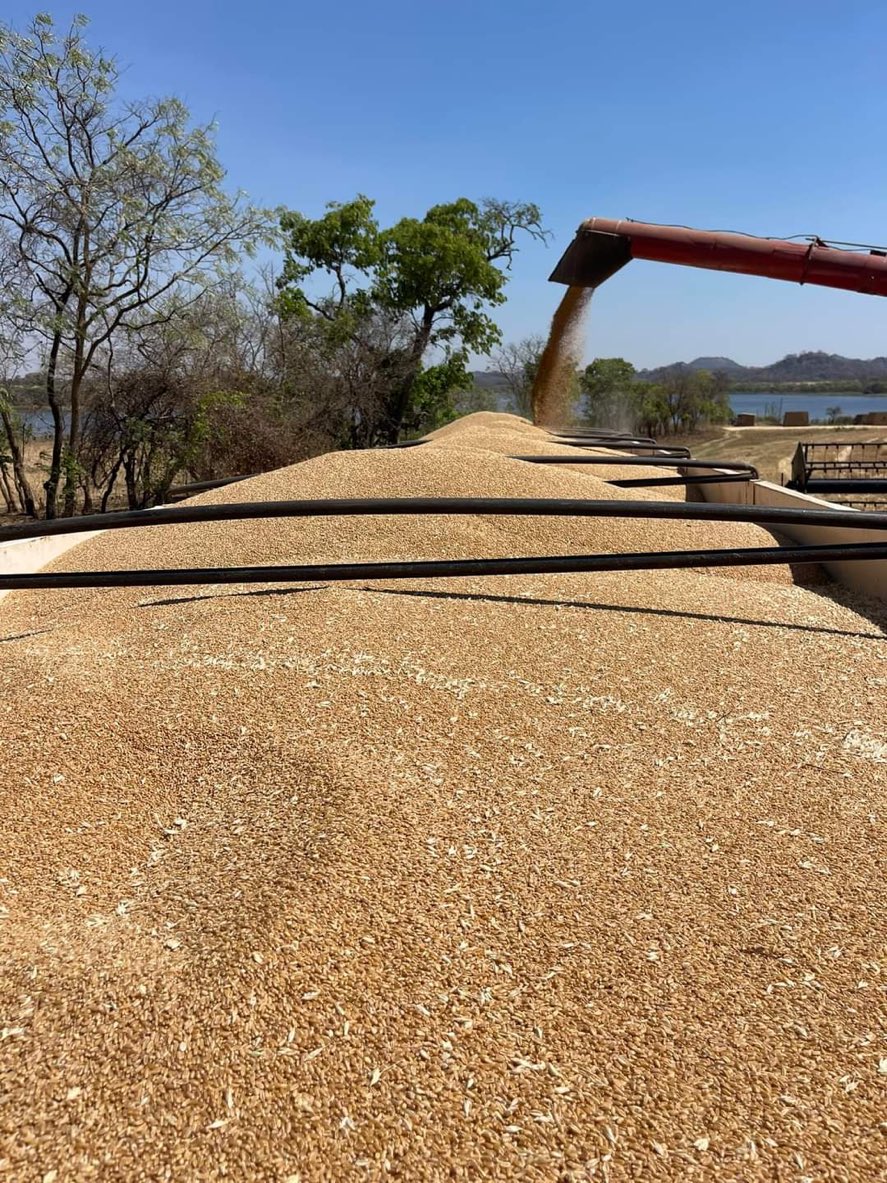 Another wheat record for Zimbabwe. Zimbabwe’s record wheat produce now stands at 465 000 tonnes. The harvest from this year’s winter wheat crop is 100 000 tonnes more than national demand, which presently stands at 360 000 tonnes.