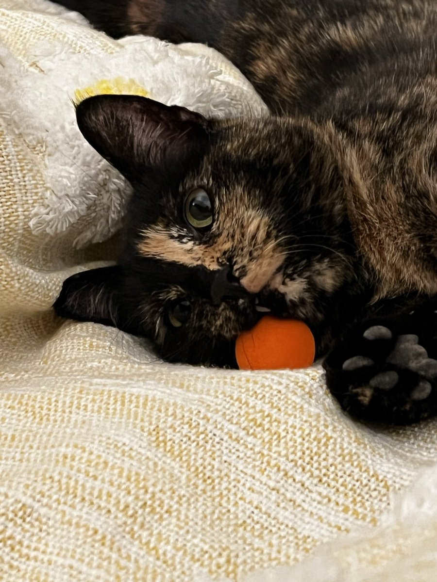 Bacagabby35's tweet photo. @noitsbecks This is Torti aka Tortellini https://t.co/S10d8bnjCM