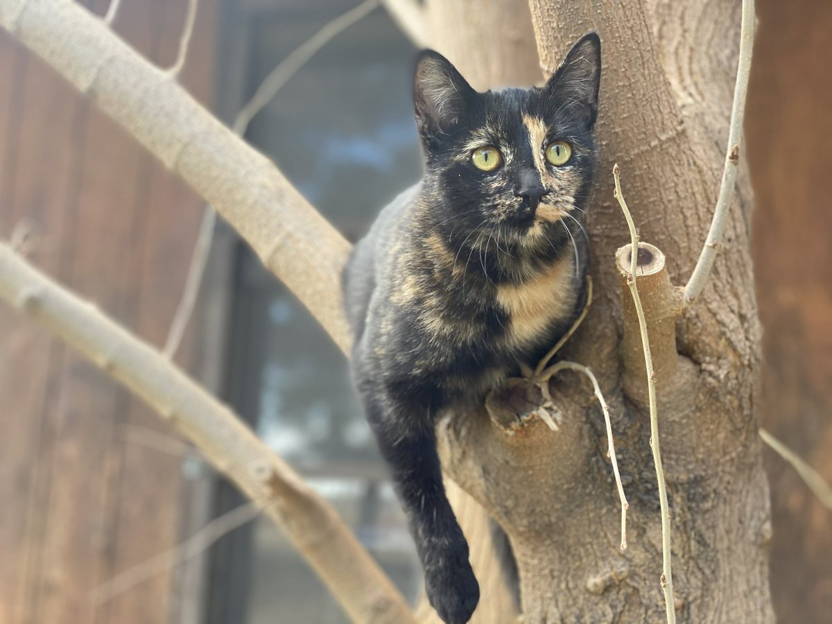 Bacagabby35's tweet photo. @noitsbecks This is Torti aka Tortellini https://t.co/S10d8bnjCM