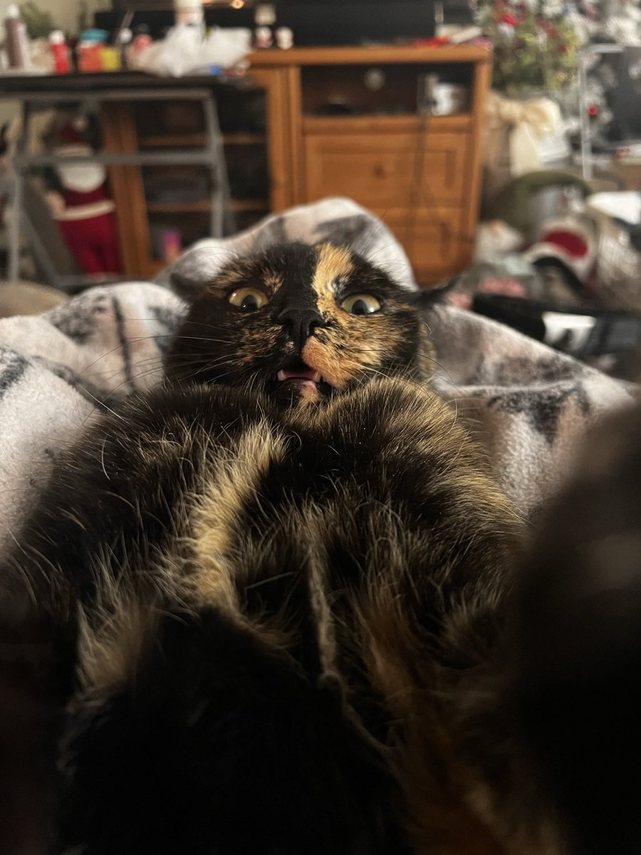 Bacagabby35's tweet photo. @noitsbecks This is Torti aka Tortellini https://t.co/S10d8bnjCM