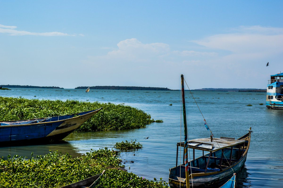 TemitopeIdowu05's tweet photo. Nature's canvas disrupted. 
Since the South American water hyacinth surfaced in 1989 on Lake Victoria, Africa’s largest lake, the impact has been immense. Urgent solutions are crucial to eradicate and repurpose them effectively.
#AGUOpenScience
Credit:  @TemitopeIdowu05 https://t.co/dz5YyAMRHk