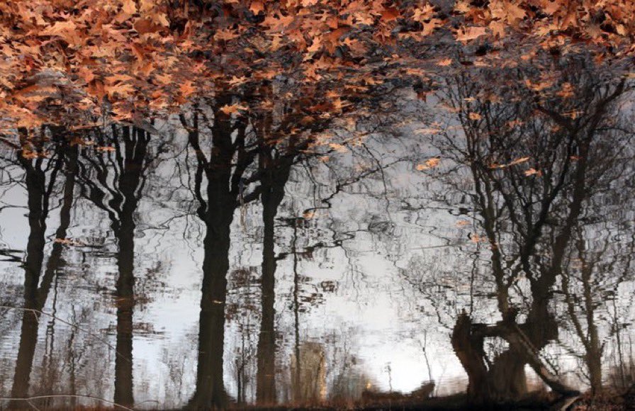 Merlina Acevedo tweet media