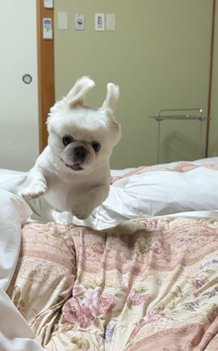 pecomsnarichika's tweet photo. 布団の上もOKのお宿で、初めての布団に嬉しさが止まらなかった犬 https://t.co/9STQcmL2OC