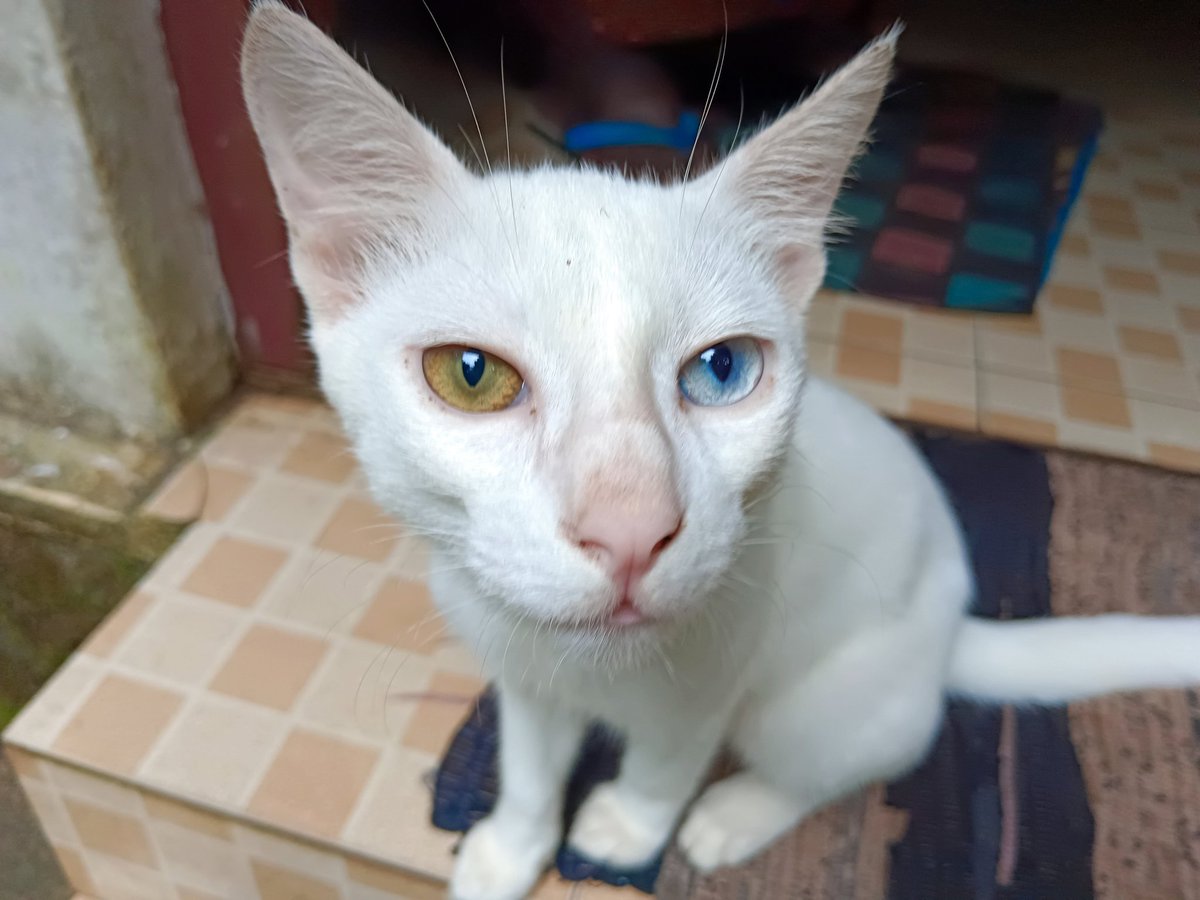 So beautiful but sadly the #cat is deaf