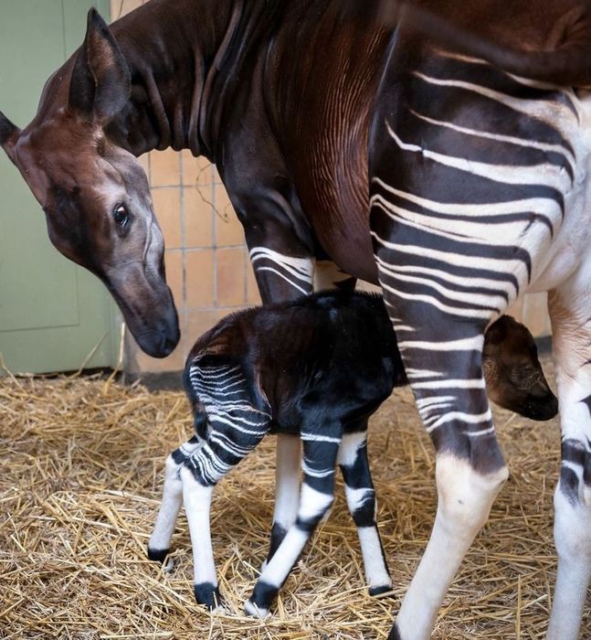 🐴 YUK KENALAN SAMA OKAPI!!

adek yang satu ini kalau dilihat dari depan mirip rusa, dari samping mirip kuda, dari belakang mirip zebra.

tapi dia berasal dari keluarga jerapah.

siapa nii namanyaa?
yuk kenalan dengan okapi!

[thread belajar bareng]