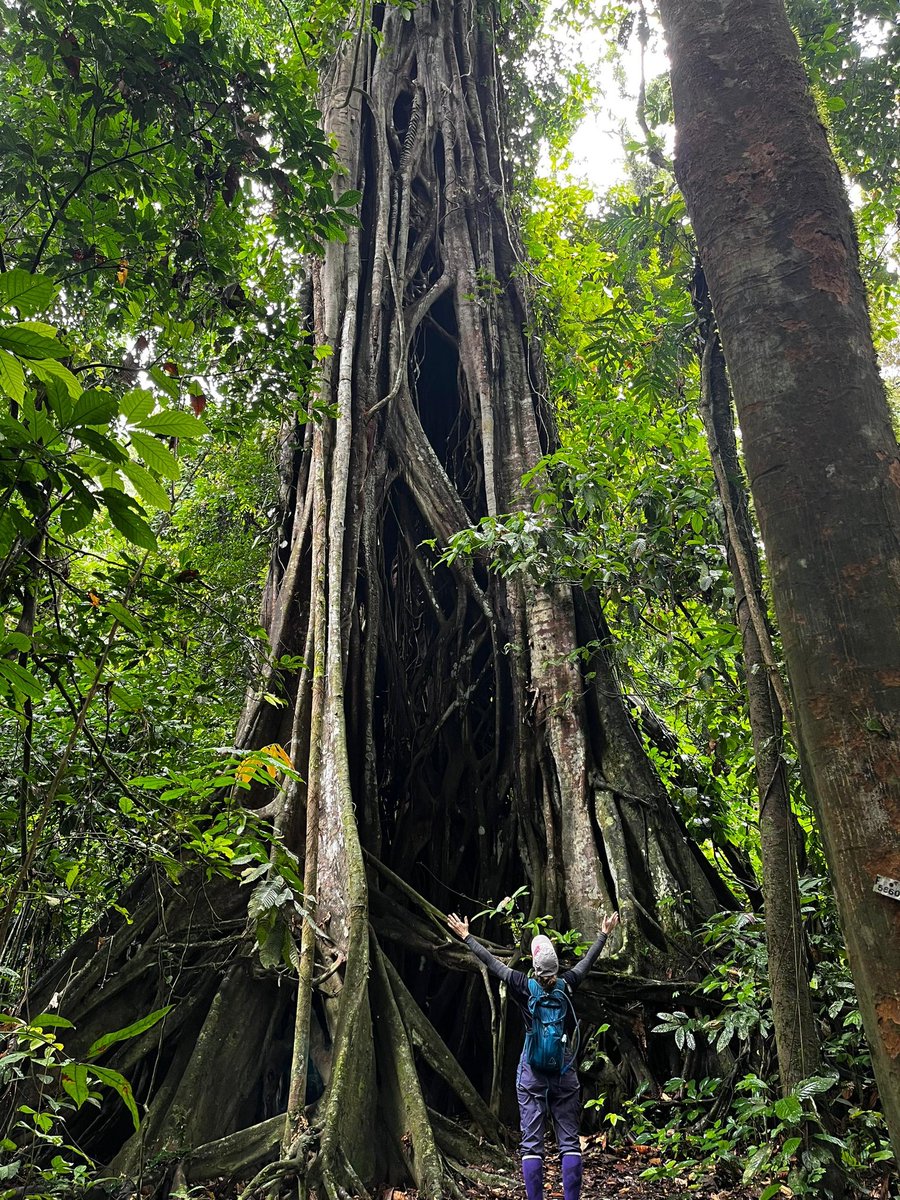 Forest giants 🌳💚 #stranglerfig #danumvalley #sabah #borneo