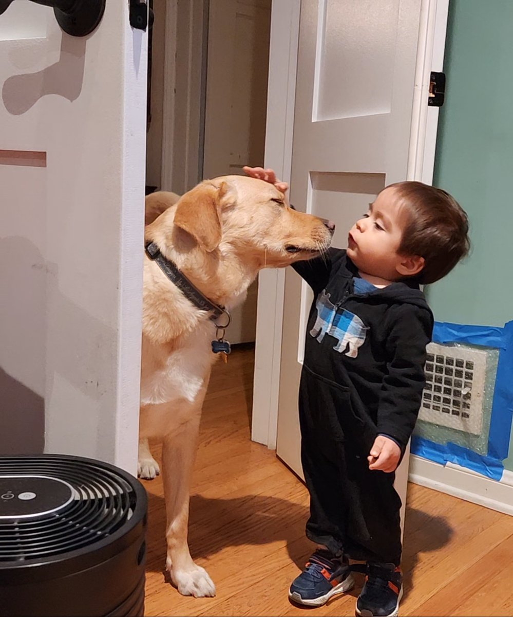 Chris26007's tweet photo. @hwinkler4real Our son Gaël with our beautiful Labrador Apollo. https://t.co/GW3vZbuN4b