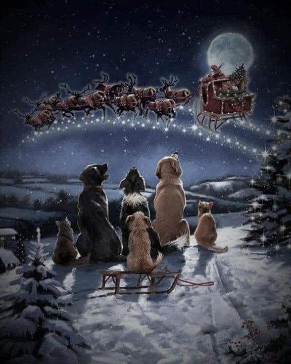 GRamirezF_D12's tweet photo. Cree en la magia... Mi deseo es que todas las mascotas tengan una familia que los ame y los proteja, ahora y siempre 🥹❤️🌲🌠

Charles Bernal https://t.co/fchw7l6QEB
