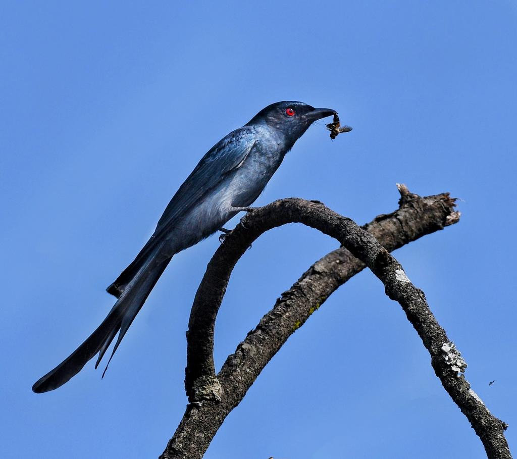 Black Drongo #birds #birding #birdwatching #birdphotography #IndiAves #BirdsSeenIn2023 #BirdsOfTwitter #twitternaturecommunity #DVL #wildlifephotography