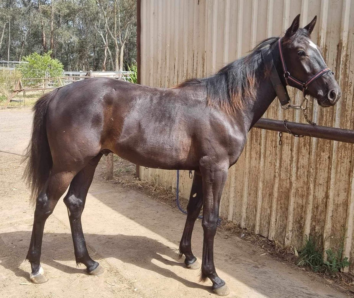 hurlzwithcurlz's tweet photo. Clancy learning about being a racehorse. Thanks to @FarmMcswain for looking after him. #TheStormInside #SierraGem #Vicbred @Alabarfarms https://t.co/pSmikyFVji