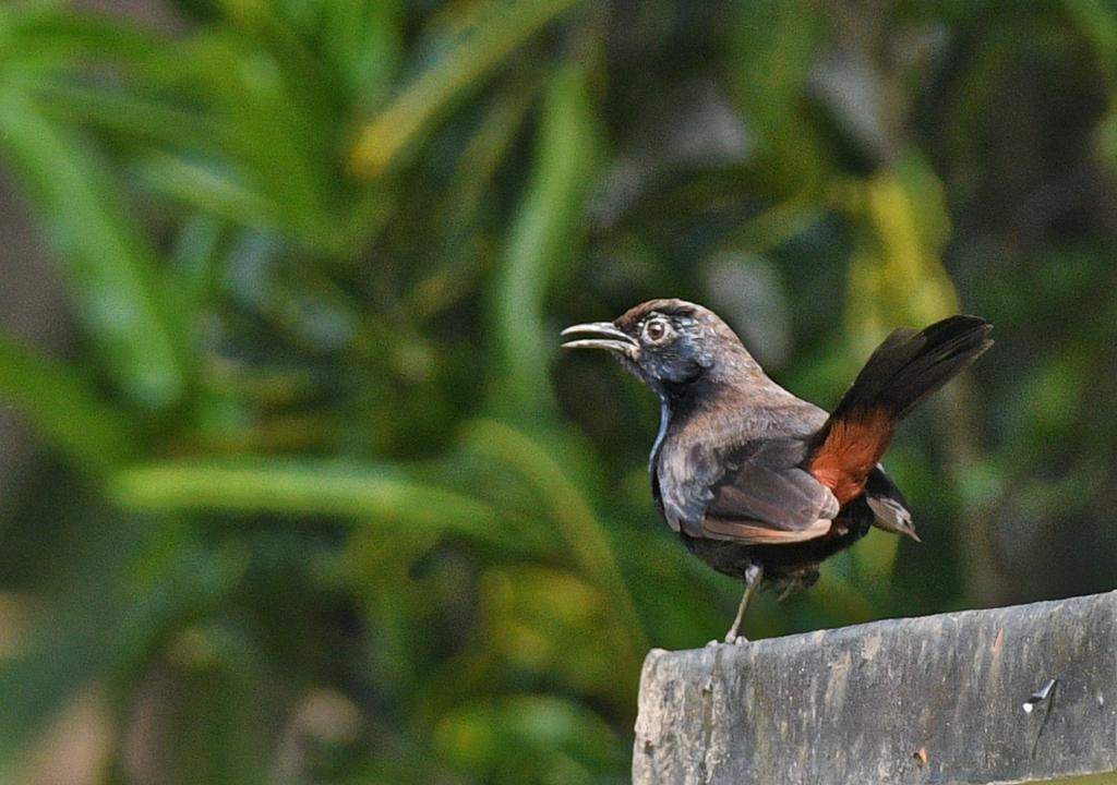 Indian Robin #birds #birding #birdwatching #birdphotography #IndiAves #BirdsOfTwitter #twitternaturecommunity #Dvl