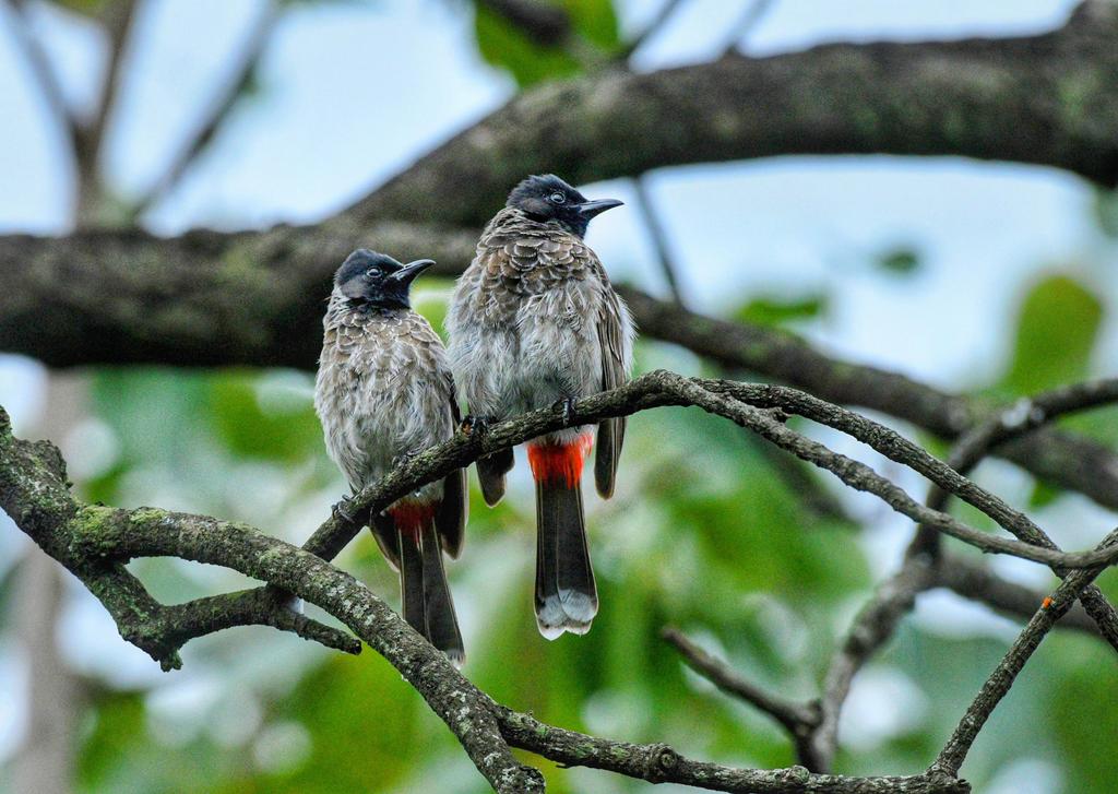 Red vented Bulbul #birds #birding #birdwatching #birdphotography #IndiAves #BirdsOfTwitter #twitternaturecommunity #naturephotography