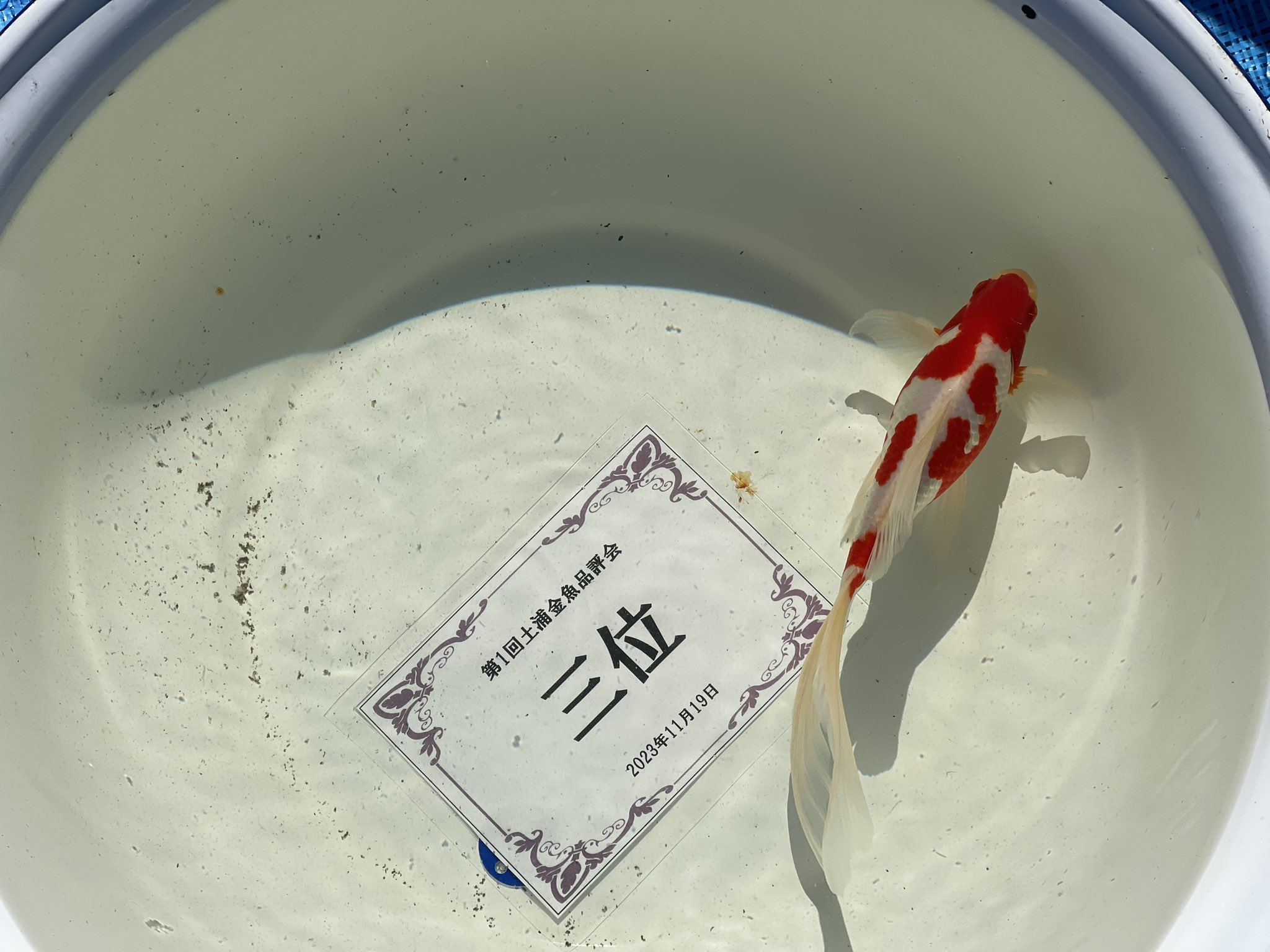 極上在銘出目金魚根付　29g 東Y7-0502⭐︎1Fトヒチ 楽天市場】出目金（日用品雑貨・文房具・手芸）の通販