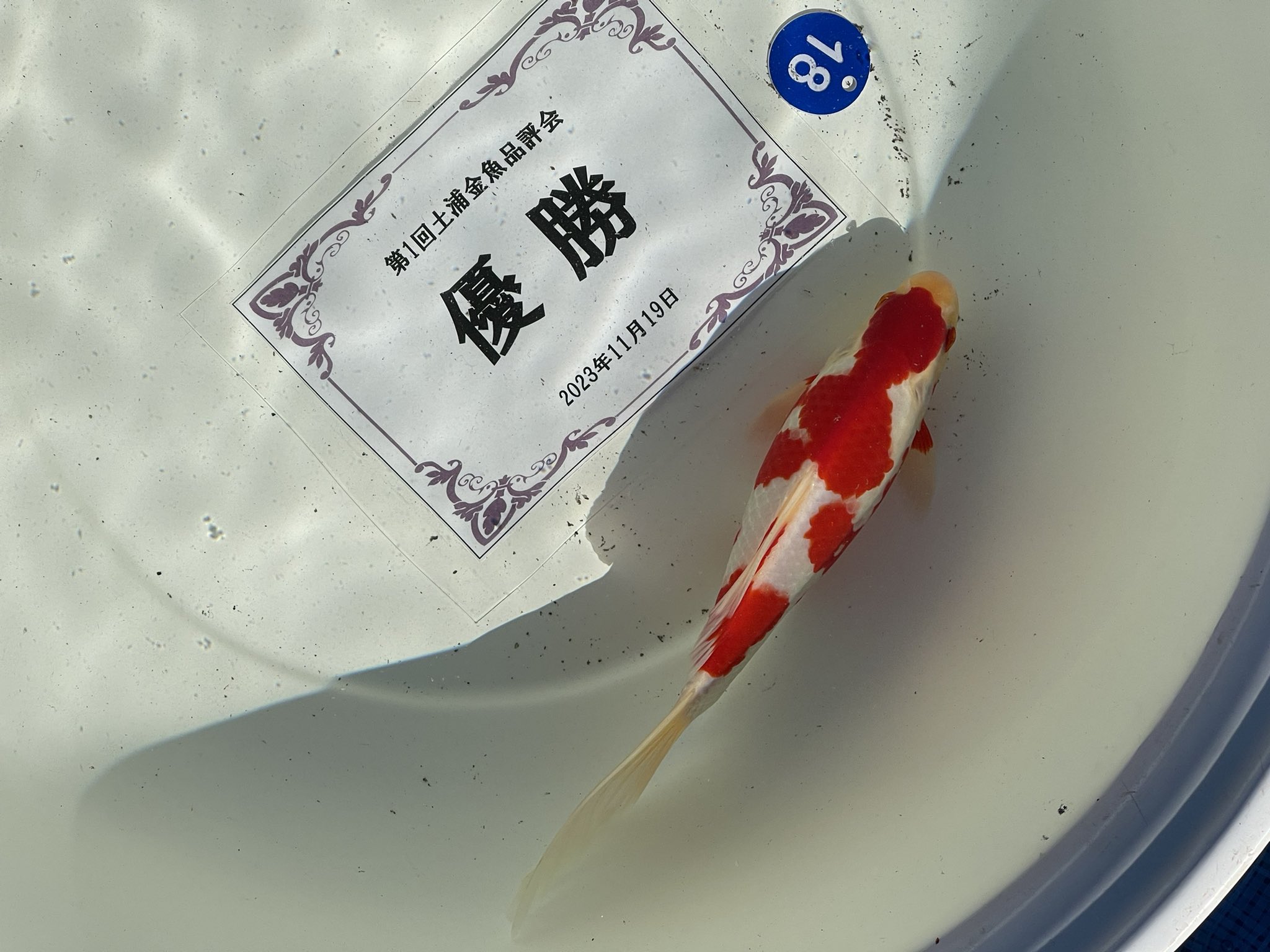 盃洗　角福　鯉　魚 錦鯉品評会滋賀県2023桜木出身鯉】全体総合優勝大辻氏の自宅泉