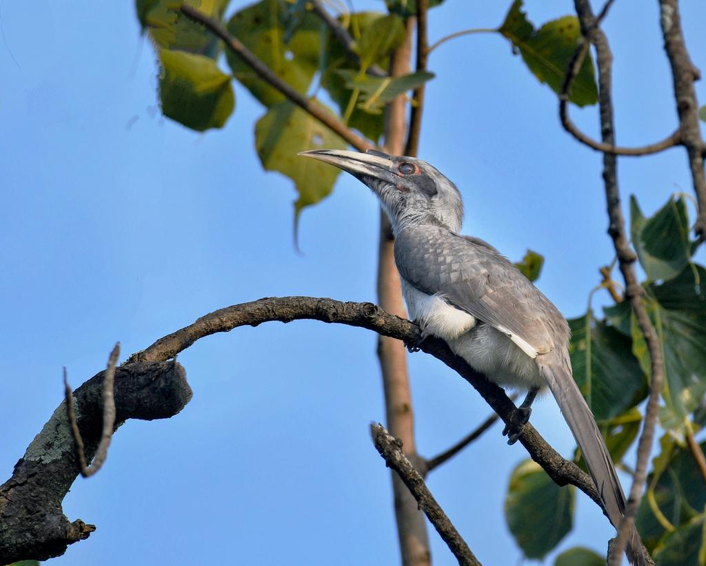 Grey Hornbill #birds #birding #birdwatching #birdphotography #IndiAves #BirdsOfTwitter #twitternaturecommunity #naturephotography