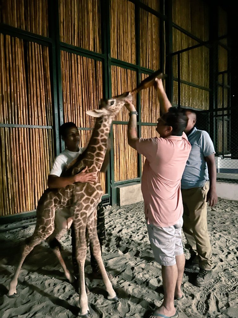 Happy to share that the Assam State Zoo has been blessed with a cute baby Giraffe just three days ago. Any suggestions for naming the new born?