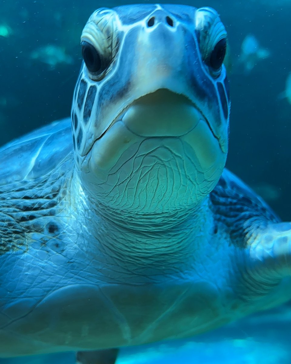 2OceansAquarium's tweet image. Straight from the turtle's mouth! 📢🐢 #TurtleTales, our regular mailer, is packed with info about these amazing animals: news from the Turtle #Conservation Centre, tracking updates, interesting facts, and #Turtle Heroes! 🪸 Sign up: bit.ly/3mjuvoE #twooceansaquarium