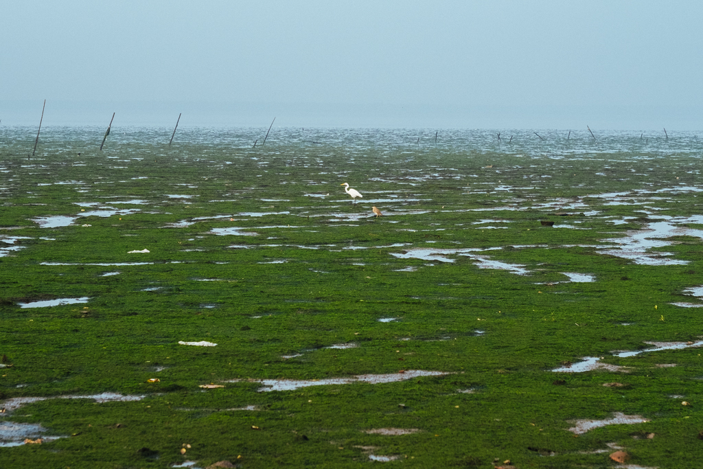 SloganMurugan's tweet image. #IndianTideLine 
The umpires are out to check the pitch and outfield. Maybe there's a human shit scrubbing plant nearby that is not working perhaps?
