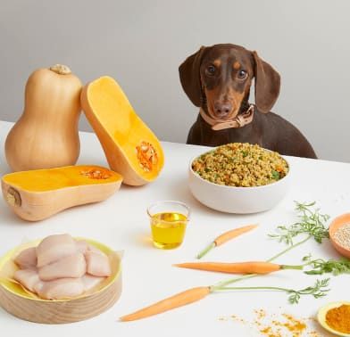 Yummyfurbuddie's tweet photo. Did you know the wonders pumpkin can bring to your furry friends? ๐๐๐ฆฎ๐ฆฎ
This weekend, step into the kitchen and treat your pet to a simple, health-boosting meal made of pumpkin and chicken. ๐ ๐
#PetHealth #PumpkinTreats #CookingForPets #dog https://t.co/ijGLh3aqit