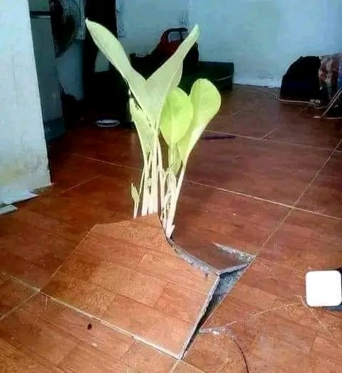 Tafadzwa Donald Chidoori 🇿🇼🇺🇬 tweet media