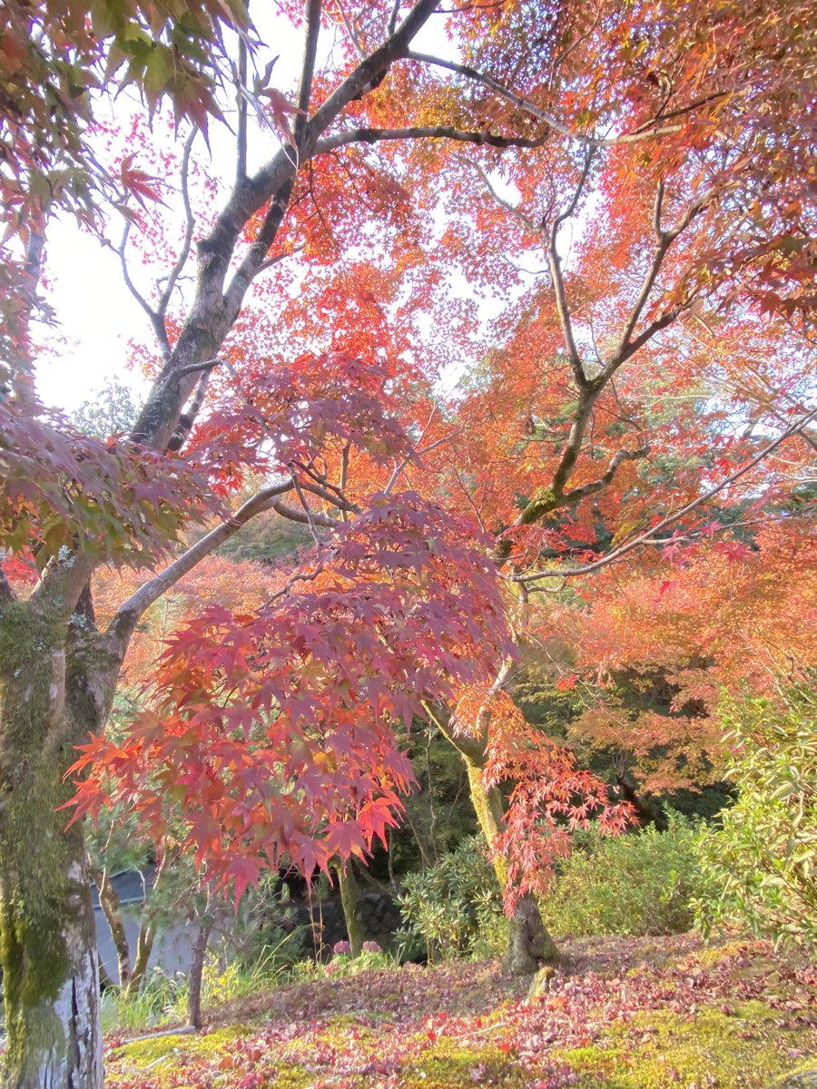 k_YazM's tweet photo. 東福寺の早朝拝観
国宝の三門特別拝観　素晴らしかったー。
♯京都♯紅葉♯東福寺早朝拝観 https://t.co/jS6a1GcCX5