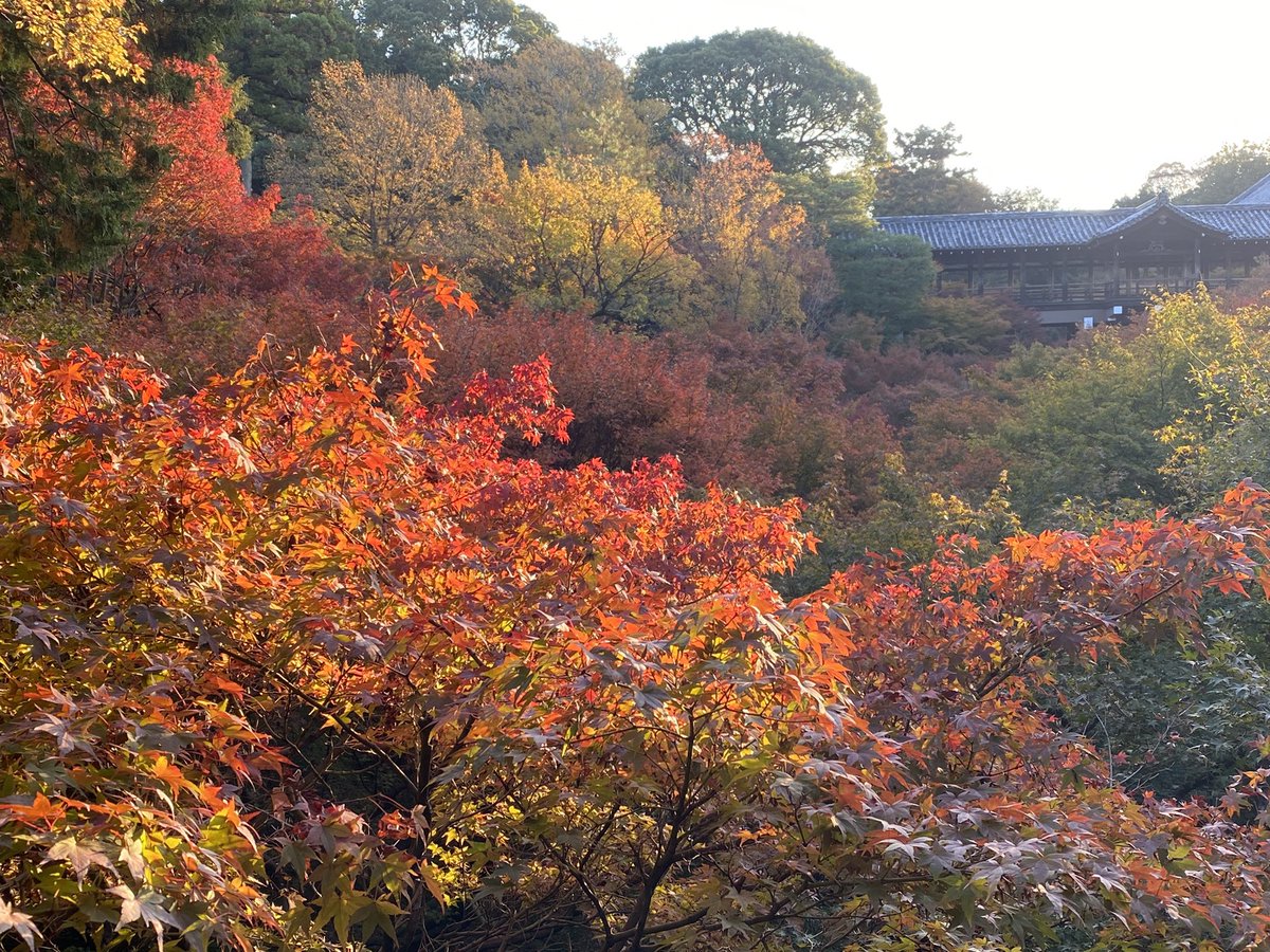 k_YazM's tweet photo. 東福寺の早朝拝観
国宝の三門特別拝観　素晴らしかったー。
♯京都♯紅葉♯東福寺早朝拝観 https://t.co/jS6a1GcCX5