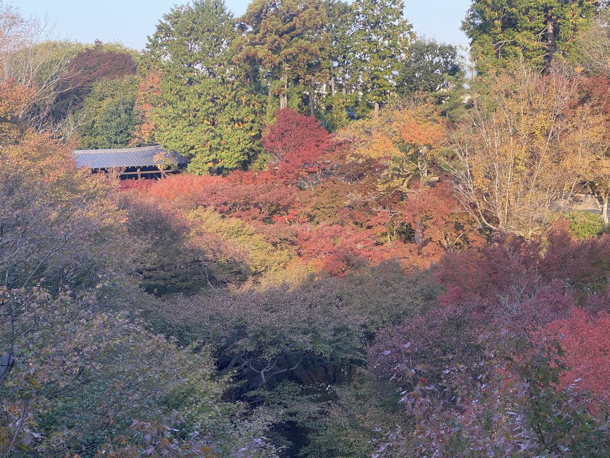 k_YazM's tweet photo. 東福寺の早朝拝観
国宝の三門特別拝観　素晴らしかったー。
♯京都♯紅葉♯東福寺早朝拝観 https://t.co/jS6a1GcCX5