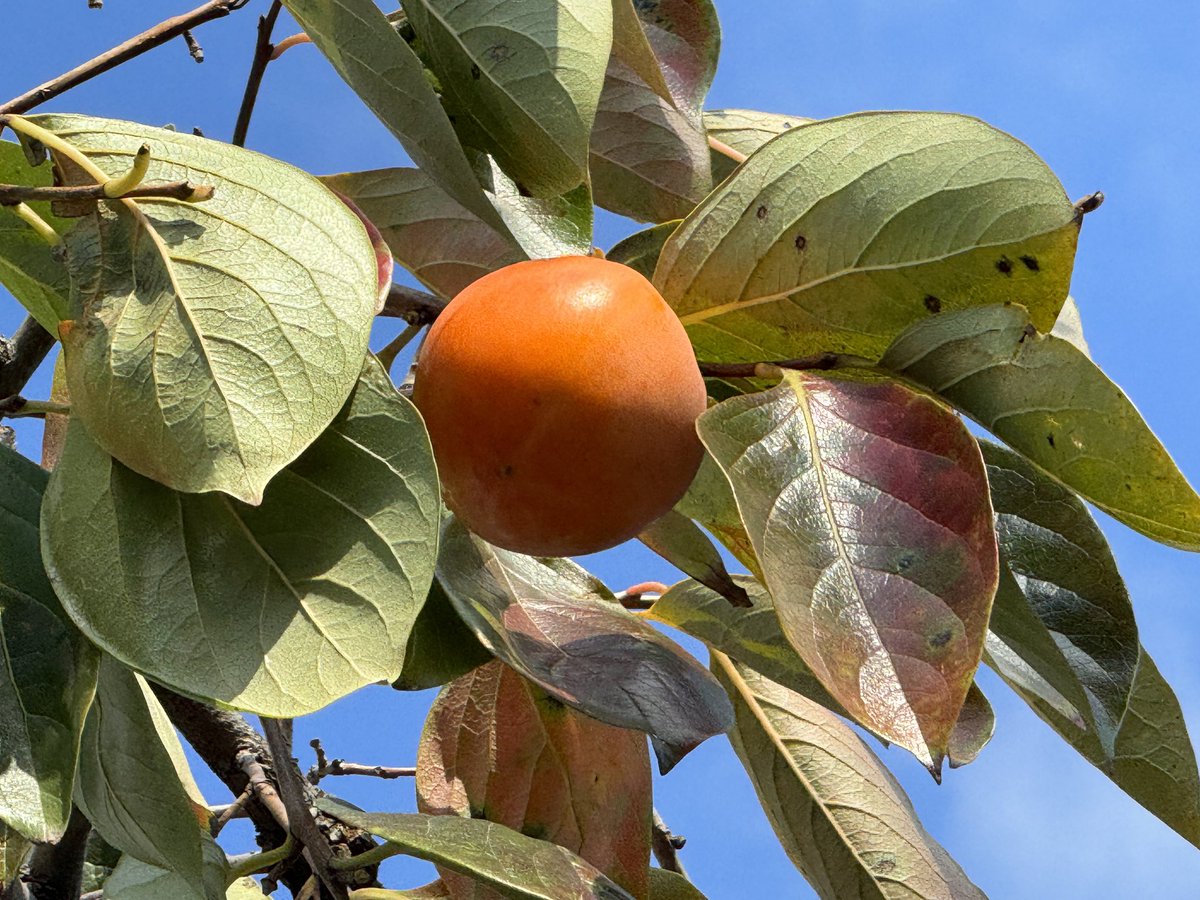 柿だ。
#キリトリセカイ 
#柿 
#iPhone