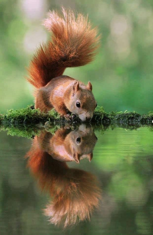 #squirrel #RedSquirrel #ForestAnimals