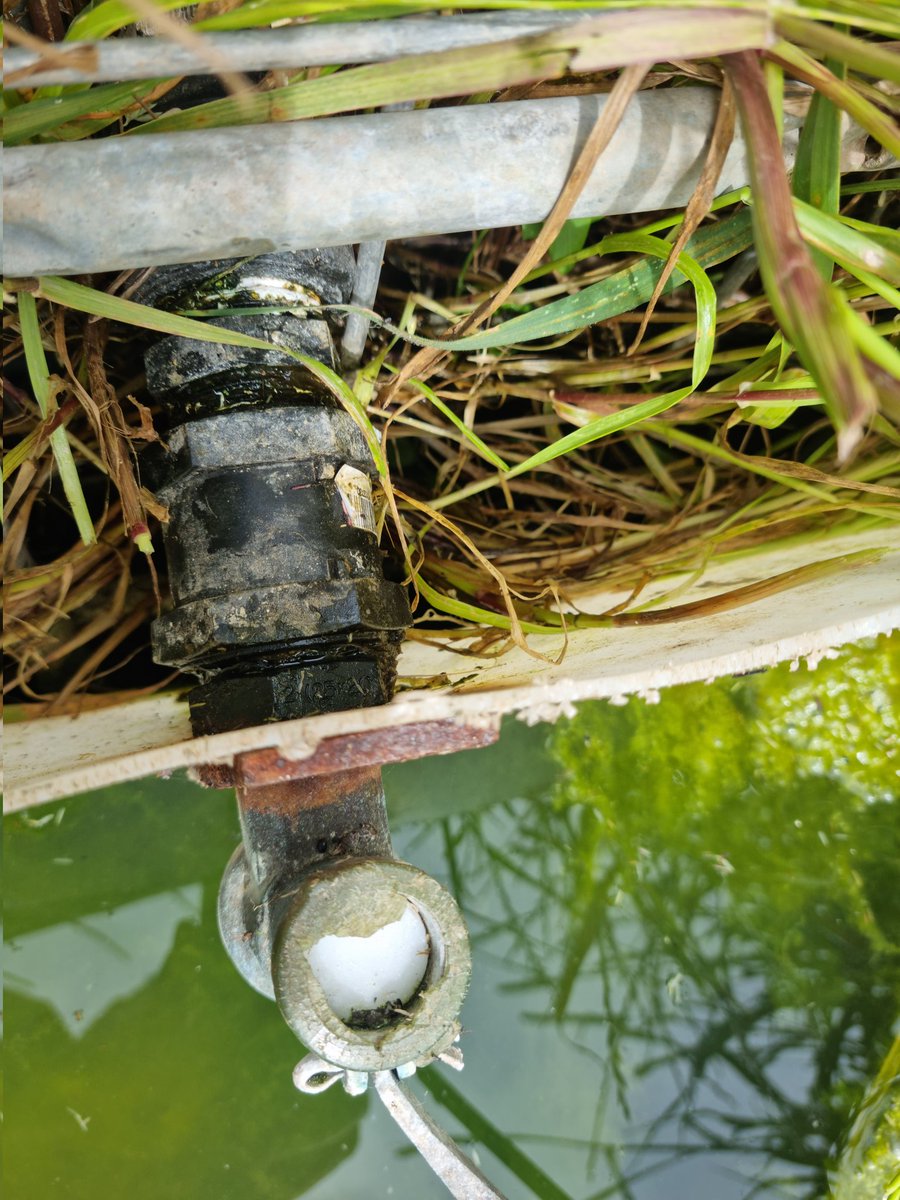 ScottWNorton's tweet photo. @agronomybrady Ignore dirty water🥺. (Killer paddock, so not used now)
2 troughs either side of a fence. Drilled hole thru wall. Tek screwed plastic onto frame. Used poly tank flange with rubber washers each side &amp; sikaflex. Tighten nuts up  each side. 3rd pic is older style ball valve.👍 https://t.co/OtP8JfBrYu