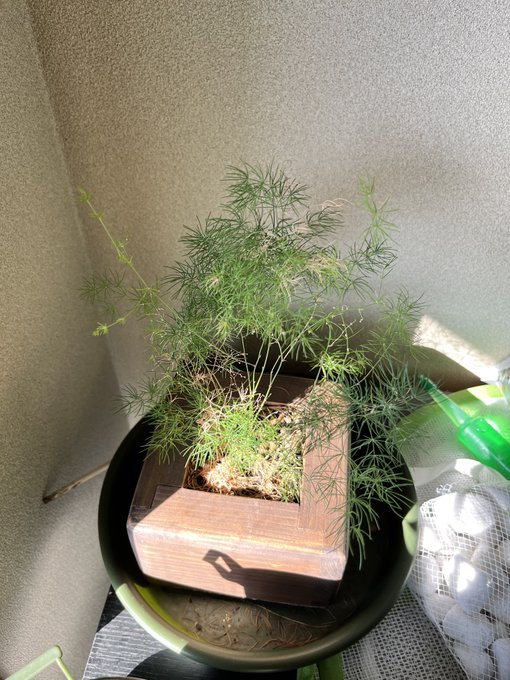 完全室内用のつもりで2ヶ月くらい前に買ったこの人、見る見る枯れてゆくから陽の当たる場所に移したら元気を取り戻してきた。

ところでこいつの名前がわからんなった。アプリ使っても出てこない。 