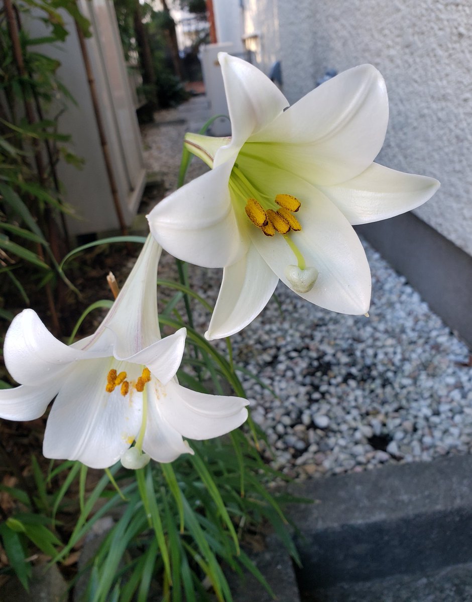 sachiko_aurora's tweet photo. 季節を忘れた花たちが
ここにいますと
私に語りかける https://t.co/FAJFRoHSPh
