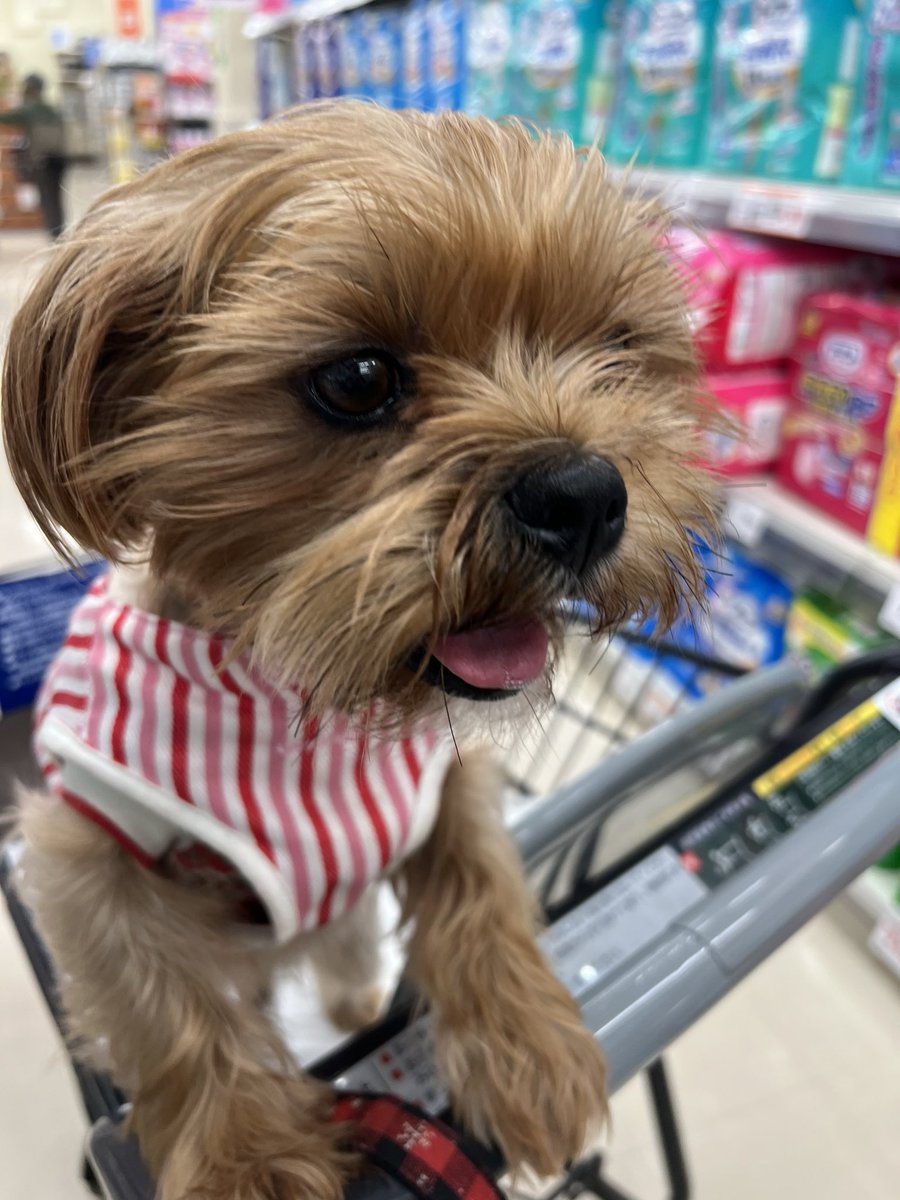 rinrinrickey's tweet photo. 初カートデビューだワン🐶🛒
ガタンゴトン早くおりたい〜🥵

#japan 
#日本 
#ヨークシャテリア
#シーズー
#mix犬
#ミックス犬
#犬のいる暮らし
#犬のいる幸せ 
#犬のいる生活
#犬好きさんと繋がりたい
#チューバッカ https://t.co/OABRalG5wq