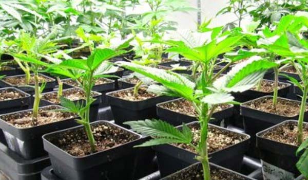 Monster cropping creates bushy plants with accelerated flowering and enormous yields. Successfully implementing this method requires careful timing and technique. Let’s look at how to properly take monster cropped clones from blooming cannabis plants.

mrclones.com/how-to-take-mo…