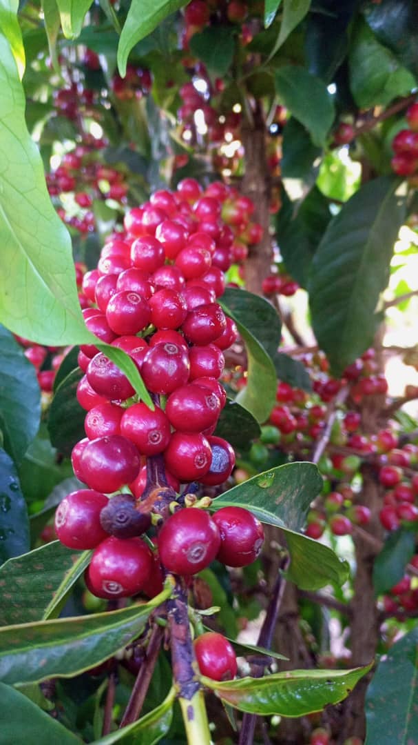 MashaCoffeeUg's tweet photo. When it's all red from top to bottom,it means our coffee consumers have only the best choice because we never disappoint.
Enjoy your day @CoffeeUganda @coffeeinvestug @KBarigye @ChekaptuiE @syliviaachebet https://t.co/wxOzKPQvYj