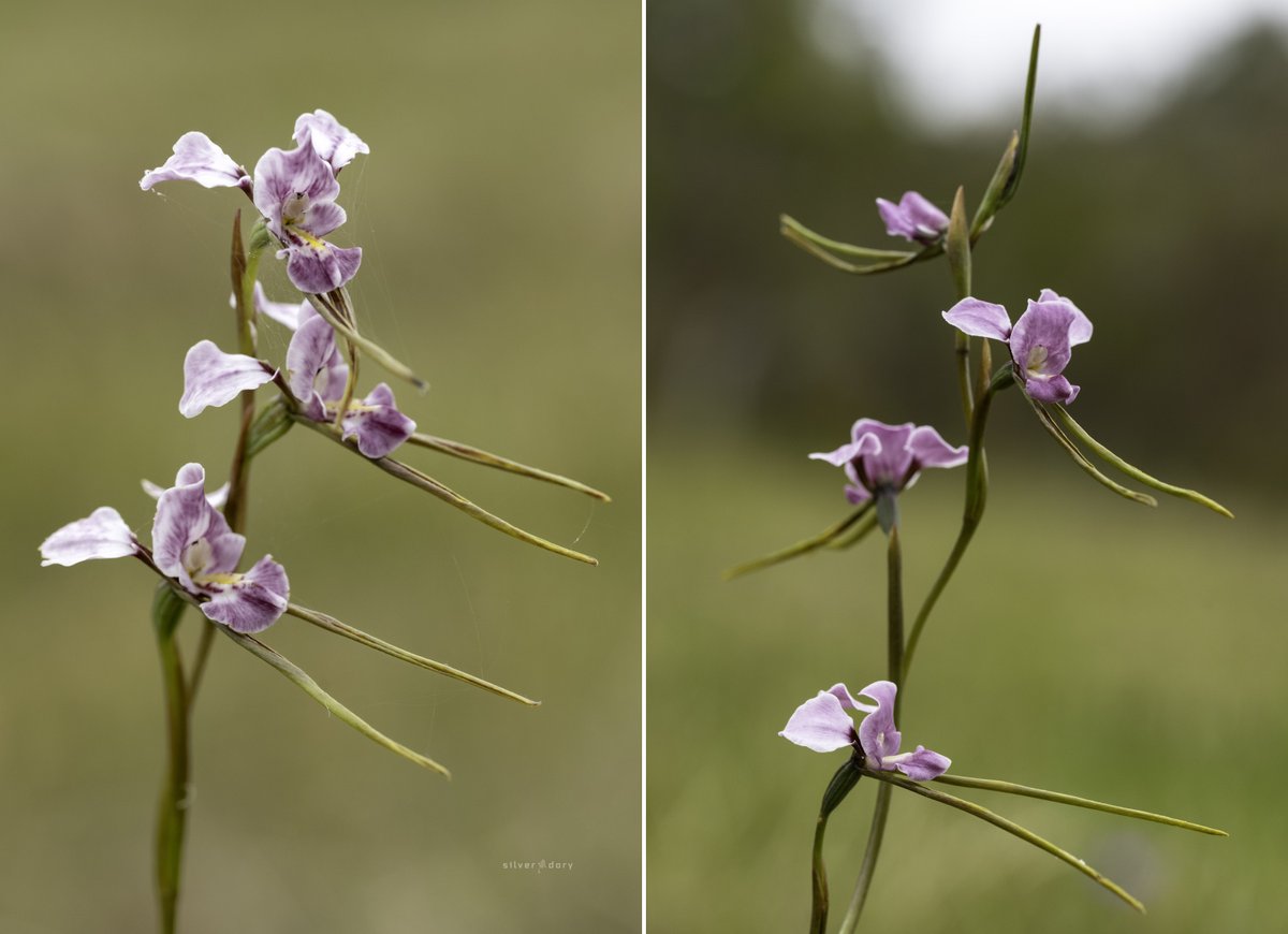 Late-flowering purple donkey orchid (Diuris punctata) variations near Genoa, VIC. Blotched form looks a lot like a hybrid with the blotched donkey orchid (D. meridionalis ms) which has been recorded near here in the past but not for some time. #orchids #ozplants #biodiversity