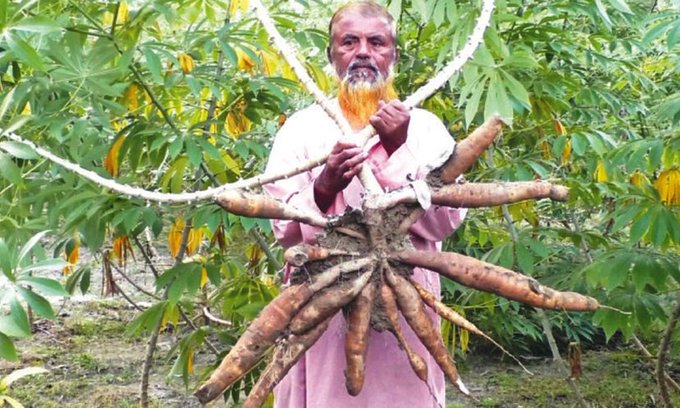 শিমুল আলুতে সম্ভাবনা, বিক্রি নিয়ে চিন্তা