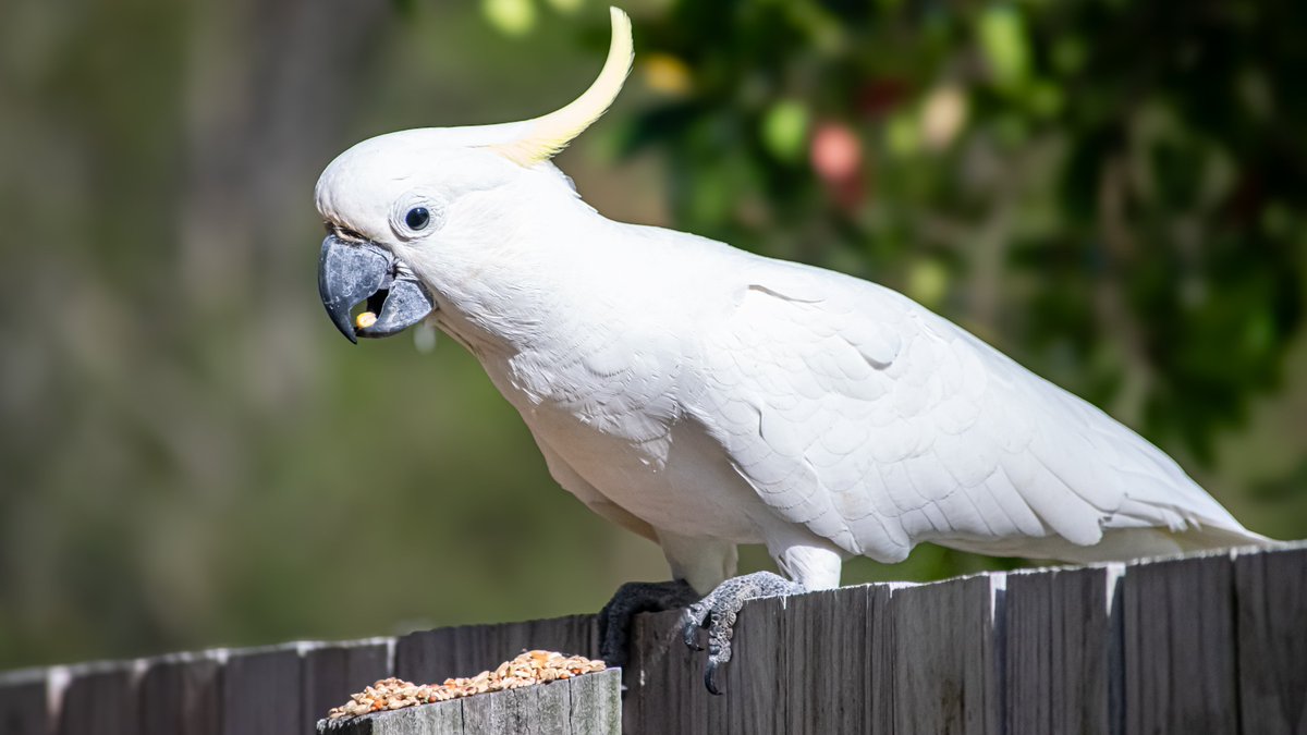 ryantjansen's tweet photo. Cockatoo on the fence.
#Cockatoo #nature #Australia #photography #NativeBird https://t.co/bseYAdhLi8