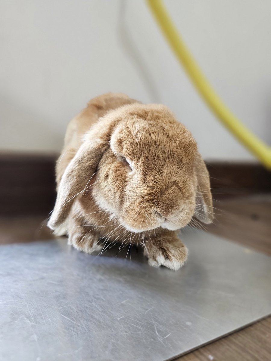 zatiago_studio's tweet photo. My bunny https://t.co/gIx4dWjbEz