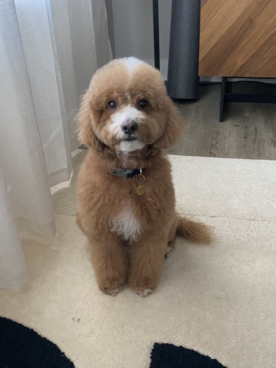 Bronwyn’s Bob tweet media